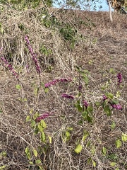 Callicarpa americana
