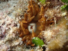 Phlyctenanthus australis