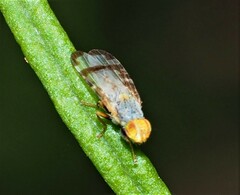 Sphenella ruficeps