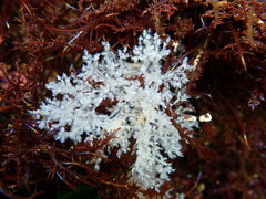 Amathia verticillata