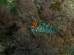 Hypsoblennius gentilis