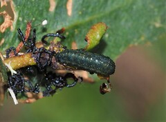 Paropsisterna agricola