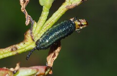 Paropsisterna agricola
