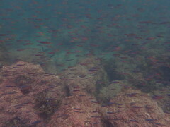 Chromis punctipinnis