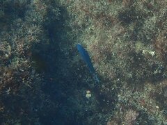 Chromis punctipinnis