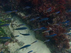 Chromis punctipinnis