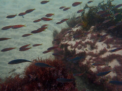 Chromis punctipinnis