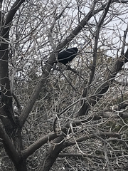 Corvus brachyrhynchos