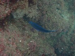 Chromis punctipinnis