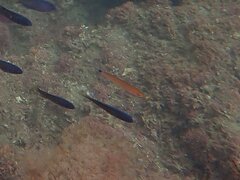 Halichoeres californicus