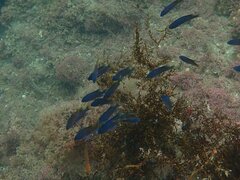 Chromis punctipinnis