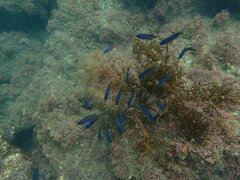 Chromis punctipinnis