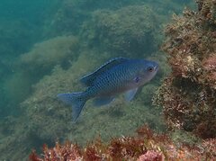 Chromis punctipinnis