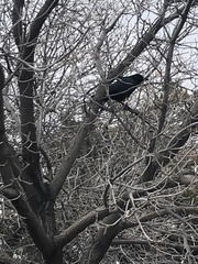 Corvus brachyrhynchos