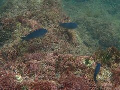 Chromis punctipinnis