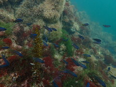 Chromis punctipinnis