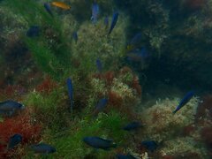 Chromis punctipinnis