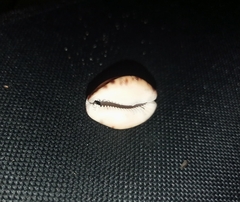 Pseudozonaria arabicula