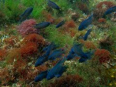 Chromis punctipinnis