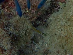 Halichoeres semicinctus