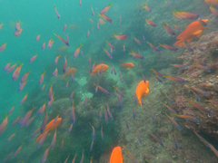 Chromis punctipinnis