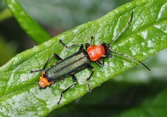 Chauliognathus tricolor