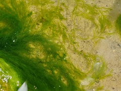 Cladophora glomerata