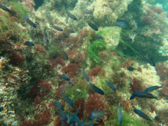 Chromis punctipinnis