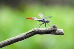 Planiplax erythropyga