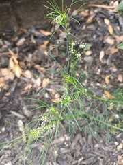 Cyclospermum