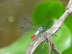 Planiplax erythropyga