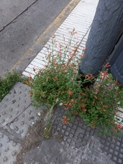 Dicliptera squarrosa