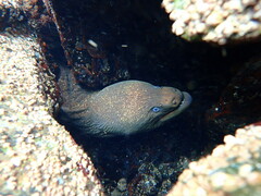 Gymnothorax mordax