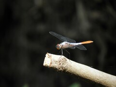 Planiplax erythropyga