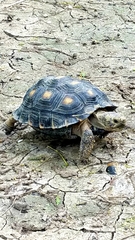 Gopherus berlandieri