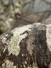 Phryganidia californica