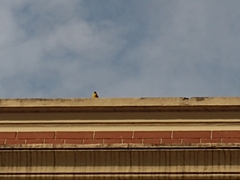 Pitangus sulphuratus