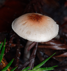 Lepiota castaneidisca