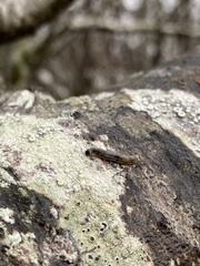 Phryganidia californica