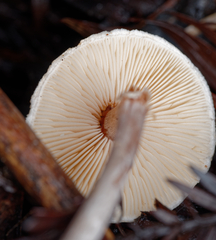 Lepiota castaneidisca