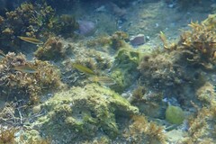 Atypichthys strigatus