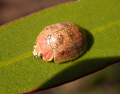 Paropsis roseola