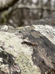 Phryganidia californica