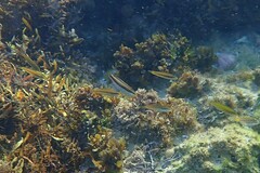 Stethojulis interrupta