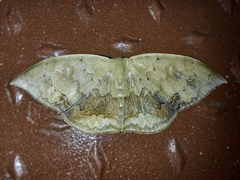 Lissoblemma lunuliferata