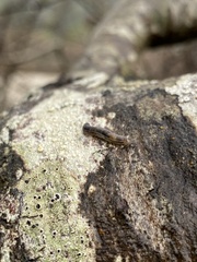 Phryganidia californica