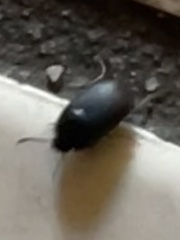 Gondwanocrypticus platensis