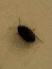 Gondwanocrypticus platensis