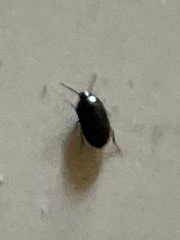 Gondwanocrypticus platensis