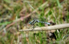 Micrathyria ringueleti